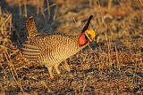 Lesser Prairie-Chicken